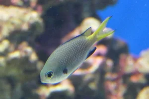 Northern Yellow-spotted Chromis