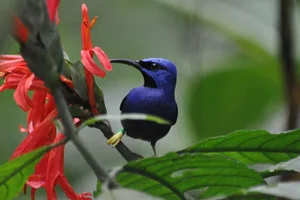 Purperen suikervogel