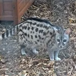 Common Genet