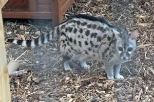 Genetkat