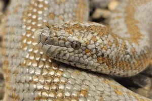 Driestreepboa