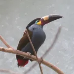 Plate-billed Mountain-toucan