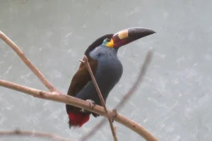 Zwartkruinbergtoekan