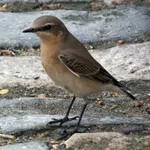 Northern Wheatear