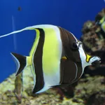 Moorish Idol