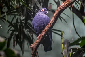 Madagaskar-Blauwe Duif