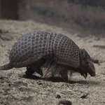 Southern Three-banded Armadillo