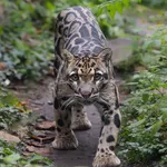 Clouded Leopard
