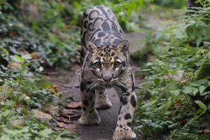 Nevelpanter