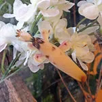 Orchid Mantis