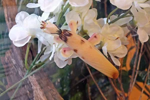 Orchidee-bidsprinkhaan