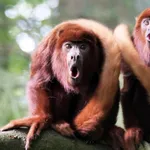 Colombian Red Howler