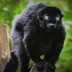 Blue-eyed Black Lemur