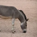 Somali Wild Ass