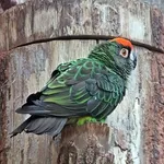 Red-fronted Parrot