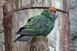 Congopapegaai