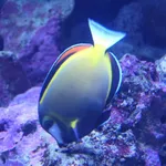 Japanese Surgeonfish