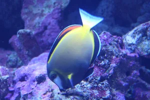 Japanese Surgeonfish