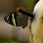 Callizona acesta (Linnaeus, 1758)
