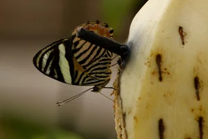 Callizona acesta