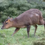 Chinese Muntjac