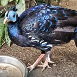 Bornean Crested Fireback