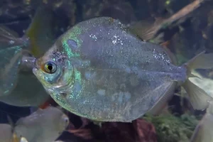 silver dollar