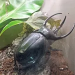 Atlas Beetle