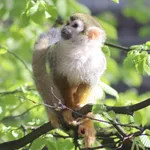 Guianan Squirrel Monkey