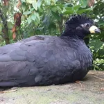Black Curassow