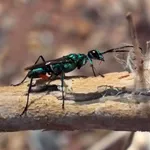 Emerald cockroach wasp