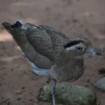 Peruvian Thick-knee