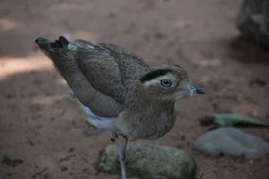 Peruaanse Griel