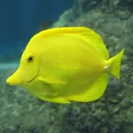 Yellow Tang