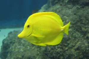 Gelber Segeldoktorfisch