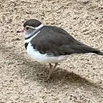 African Three-banded Plover
