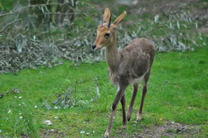 Bergrietbok