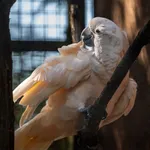 Salmon-crested Cockatoo