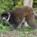 Mongoose Lemur