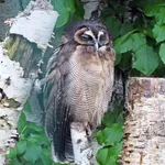 Brown Wood-owl