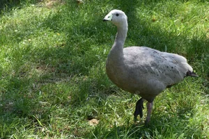 Hoendergans