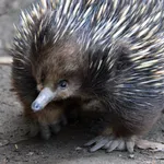 Short-beaked Echidna