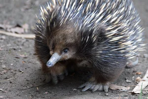 Australische Mierenegel