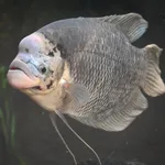 Giant Gourami