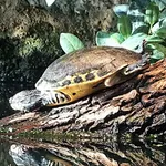 Chicken Turtle