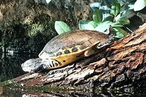 Netschildpad