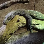 Crocodile Monitor