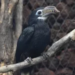 Visayan Hornbill