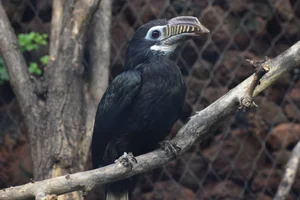 Visayaneushoornvogel