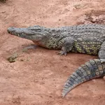 Nile Crocodile